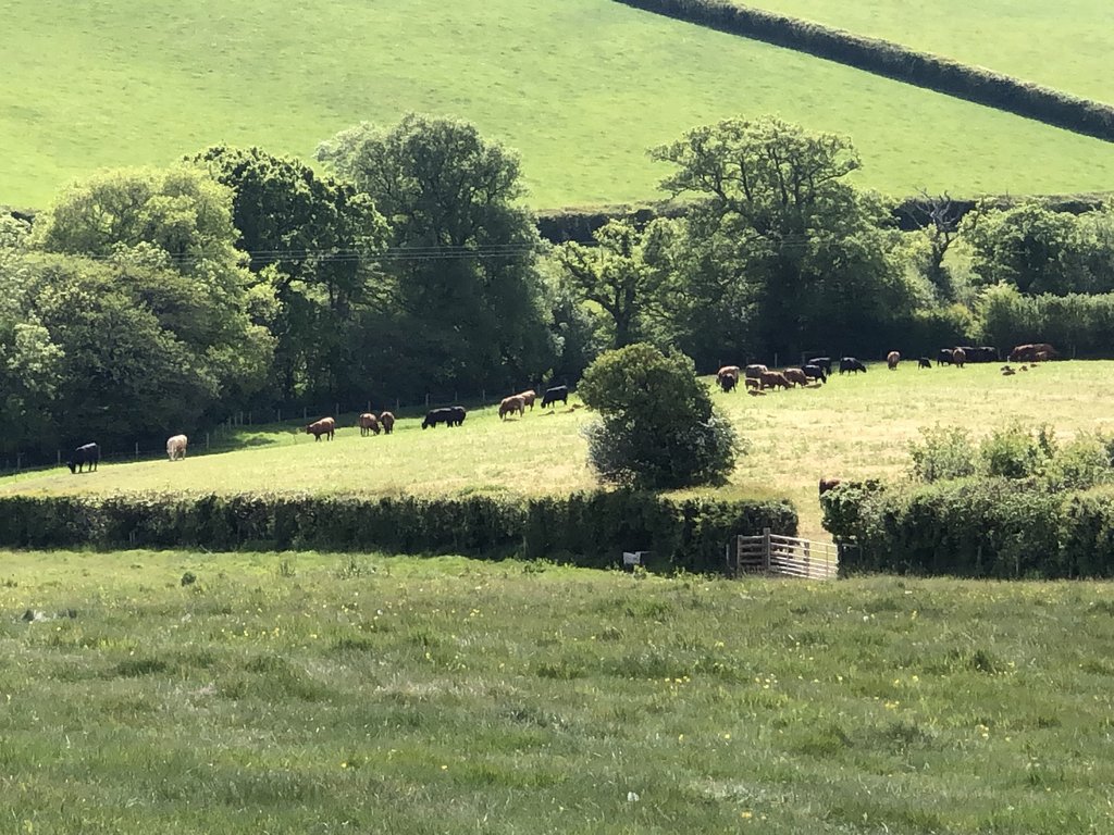 Fields Near Lezant